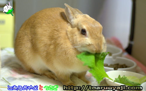 画像クリックで拡大します