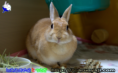 画像クリックで拡大します