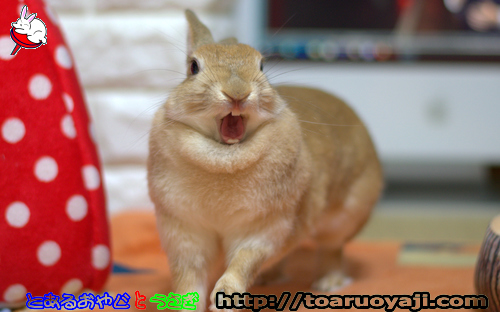 画像クリックで拡大します