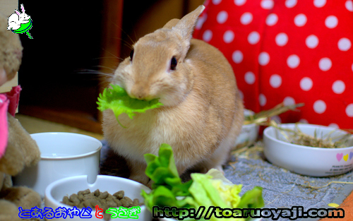 画像クリックで拡大します