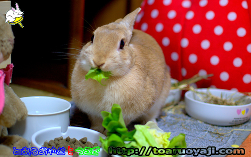 画像クリックで拡大します