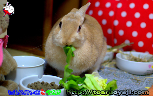 画像クリックで拡大します