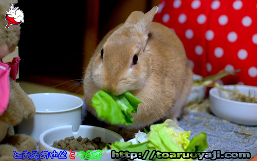 画像クリックで拡大します