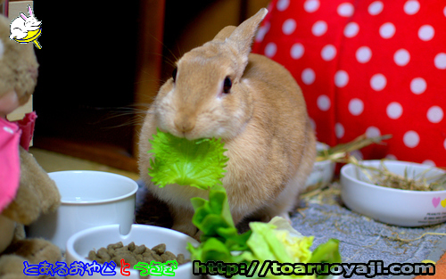 画像クリックで拡大します